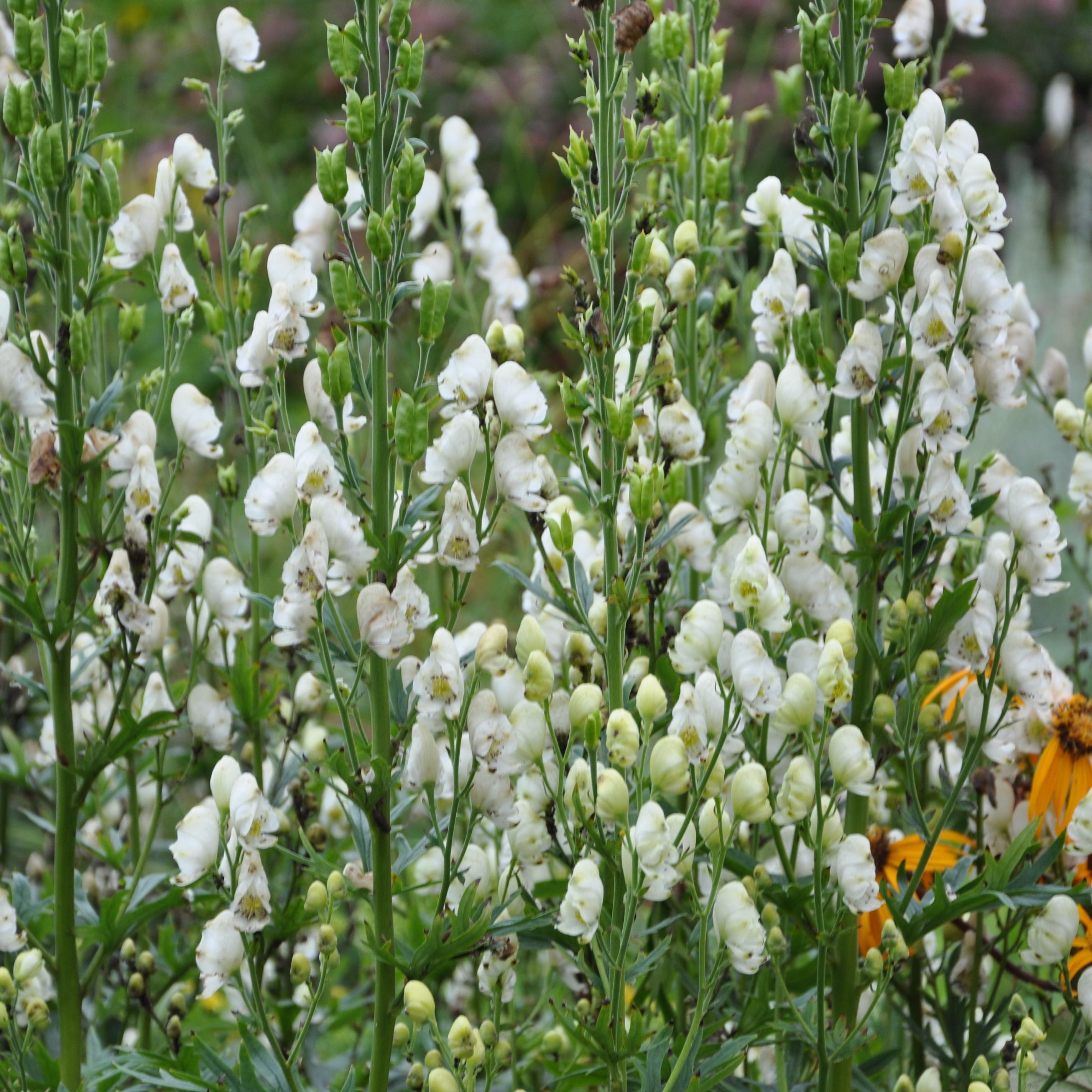 Aconitum napellus 'Album'
